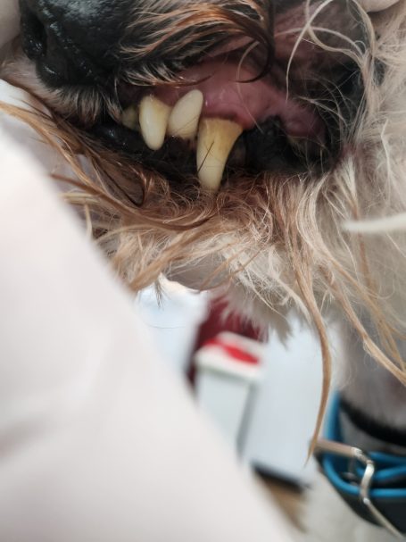 Nahaufnahme eines Hundes mit sichtbaren Zähnen und Schnurrhaaren.